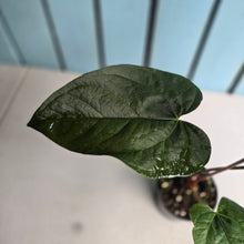 Load image into Gallery viewer, #P6 Anthurium Queen of Hearts