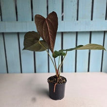 Load image into Gallery viewer, #P6 Anthurium Queen of Hearts