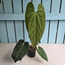 Load image into Gallery viewer, #J552 Long Anthurium NOID