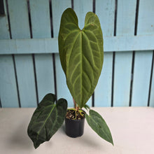 Load image into Gallery viewer, #J552 Long Anthurium NOID