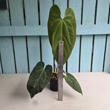 Load image into Gallery viewer, #J552 Long Anthurium NOID