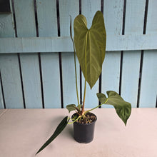 Load image into Gallery viewer, #J552 Long Anthurium NOID