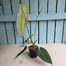 Load image into Gallery viewer, #J552 Long Anthurium NOID