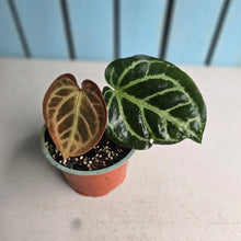 Load image into Gallery viewer, #57 Anthurium Hilders Crystallinum