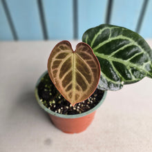 Load image into Gallery viewer, #57 Anthurium Hilders Crystallinum