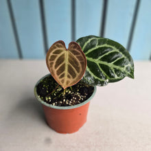 Load image into Gallery viewer, #57 Anthurium Hilders Crystallinum