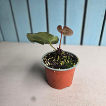 Load image into Gallery viewer, #57 Anthurium Hilders Crystallinum