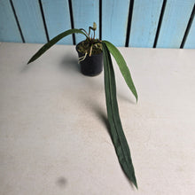 Load image into Gallery viewer, #P93 Anthurium Vittarifolium