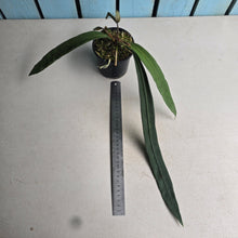 Load image into Gallery viewer, #P93 Anthurium Vittarifolium