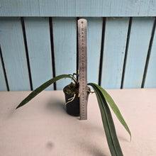 Load image into Gallery viewer, #P93 Anthurium Vittarifolium