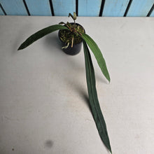 Load image into Gallery viewer, #P93 Anthurium Vittarifolium