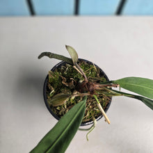 Load image into Gallery viewer, #P93 Anthurium Vittarifolium