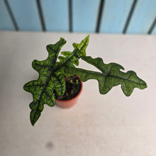 Load image into Gallery viewer, #B16 Alocasia Jacklyn
