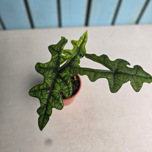 Load image into Gallery viewer, #B16 Alocasia Jacklyn
