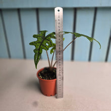 Load image into Gallery viewer, #B16 Alocasia Jacklyn
