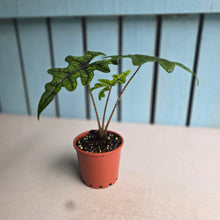 Load image into Gallery viewer, #B16 Alocasia Jacklyn
