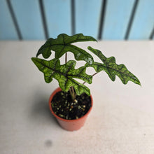 Load image into Gallery viewer, #304 Alocasia Jacklyn
