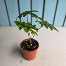 Load image into Gallery viewer, #304 Alocasia Jacklyn