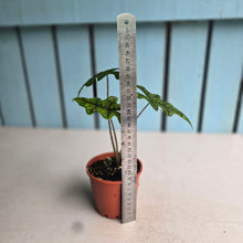 Load image into Gallery viewer, #304 Alocasia Jacklyn