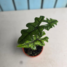 Load image into Gallery viewer, #304 Alocasia Jacklyn
