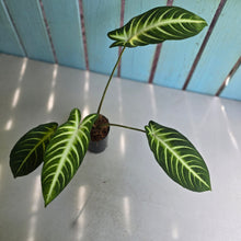 Load image into Gallery viewer, #B84 Phyllotaenium Lindenii