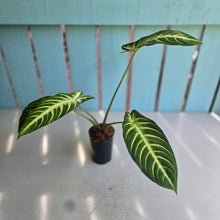 Load image into Gallery viewer, #B84 Phyllotaenium Lindenii