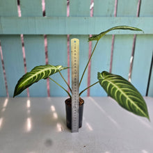 Load image into Gallery viewer, #B84 Phyllotaenium Lindenii