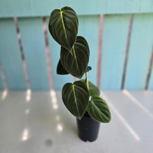 Load image into Gallery viewer, #B97 Philodendron Melanochrysum