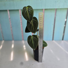 Load image into Gallery viewer, #B97 Philodendron Melanochrysum