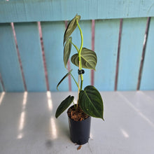 Load image into Gallery viewer, #B97 Philodendron Melanochrysum