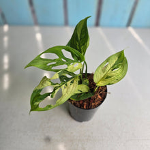 Load image into Gallery viewer, #H74 Variegated Monstera Adansonii