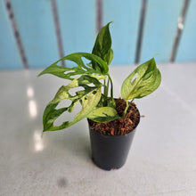 Load image into Gallery viewer, #H74 Variegated Monstera Adansonii