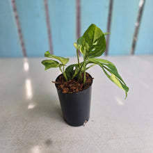 Load image into Gallery viewer, #H74 Variegated Monstera Adansonii