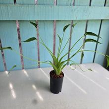 Load image into Gallery viewer, #S43 Alocasia Tiny Dancer