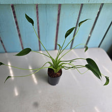 Load image into Gallery viewer, #S43 Alocasia Tiny Dancer
