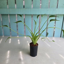 Load image into Gallery viewer, #S43 Alocasia Tiny Dancer