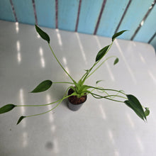 Load image into Gallery viewer, #S43 Alocasia Tiny Dancer