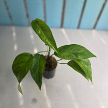 Load image into Gallery viewer, #20 Mint Variegated Epipremnum Pinnatum