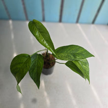 Load image into Gallery viewer, #20 Mint Variegated Epipremnum Pinnatum