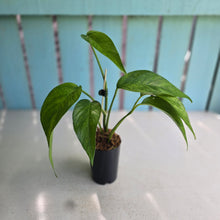 Load image into Gallery viewer, #20 Mint Variegated Epipremnum Pinnatum