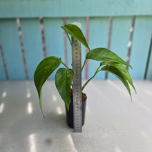 Load image into Gallery viewer, #20 Mint Variegated Epipremnum Pinnatum