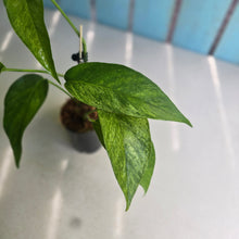Load image into Gallery viewer, #20 Mint Variegated Epipremnum Pinnatum