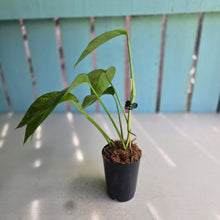 Load image into Gallery viewer, #20 Mint Variegated Epipremnum Pinnatum