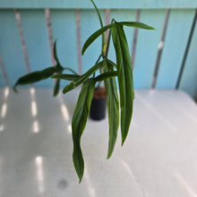 Load image into Gallery viewer, #H104 Philodendron Holtonianum
