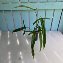 Load image into Gallery viewer, #H104 Philodendron Holtonianum