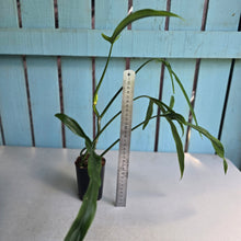 Load image into Gallery viewer, #H104 Philodendron Holtonianum