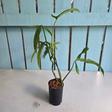 Load image into Gallery viewer, #H104 Philodendron Holtonianum