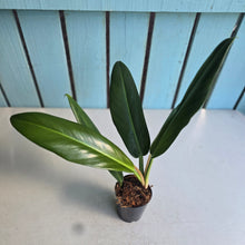 Load image into Gallery viewer, #22 Philodendron Linnaei