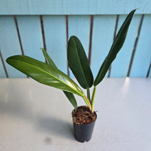 Load image into Gallery viewer, #22 Philodendron Linnaei