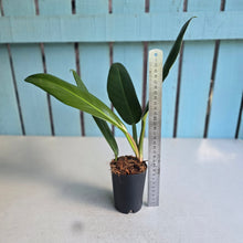 Load image into Gallery viewer, #22 Philodendron Linnaei